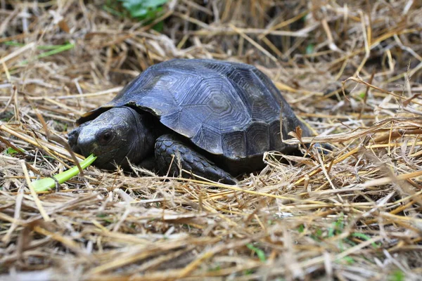 Tartaruga Della Foresta Asiatica Manouria Emys Conosciuta Anche Come Tartaruga — Foto Stock