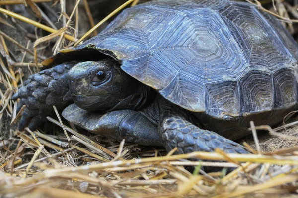 Tortuga Del Bosque Asiático Manouria Emys También Conocida Como Tortuga —  Fotos de Stock