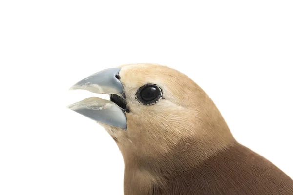 Munia Dalla Testa Bianca Lonchura Maja Una Specie Fringuello Estrildido — Foto Stock