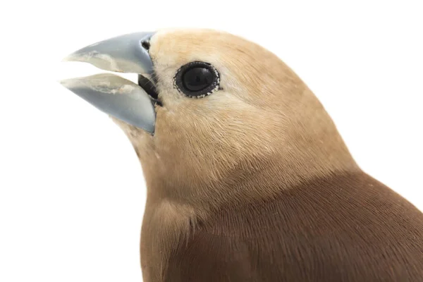 Munia Dalla Testa Bianca Lonchura Maja Una Specie Fringuello Estrildido — Foto Stock