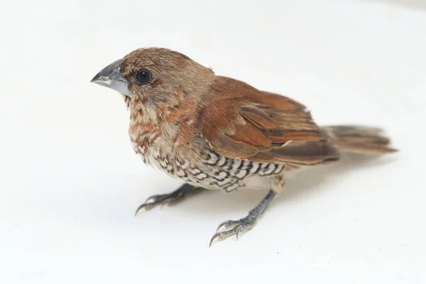 Javan Munia Lonchura Leucogastroides Species Estrildid Finch Found Southern Sumatra — Stock Photo, Image