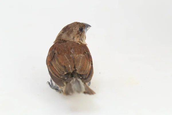 Javan Munia Lonchura Leucogastroides Species Estrildid Finch Found Southern Sumatra — Stock Photo, Image