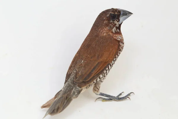 Javan Munia Lonchura Leucogastroides Species Estrildid Finch Found Southern Sumatra — Stock Photo, Image