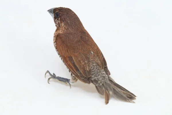 Javan Munia Lonchura Leucogastroides Species Estrildid Finch Found Southern Sumatra — Stock Photo, Image