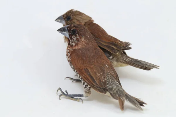 Javan Munia Lonchura Leucogastroides Species Estrildid Finch Found Southern Sumatra — Stock Photo, Image