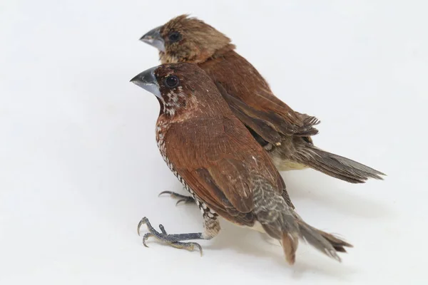 Javan Munia Lonchura Leucogastroides Druh Estrildid Pěnkavy Nacházející Jižní Sumatře — Stock fotografie