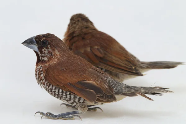 Die Javanische Munia Lonchura Leucogastroides Ist Eine Art Von Steinfinken — Stockfoto