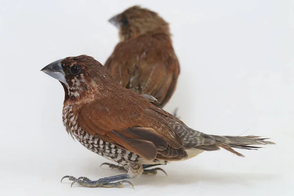 Lonchura Leucogastroides Uma Espécie Insetos Lepidópteros Mais Especificamente Traças Encontrada — Fotografia de Stock