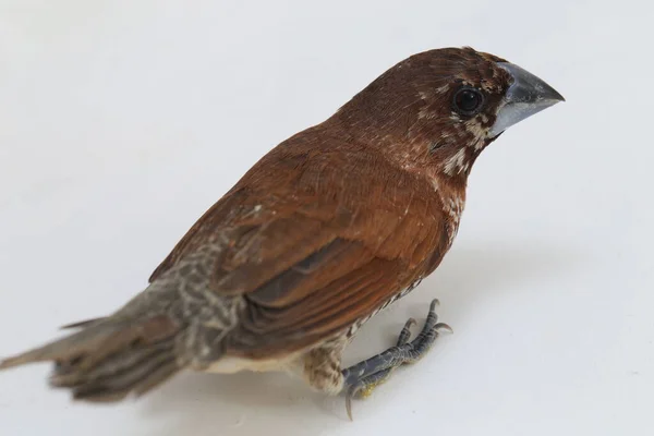 Javan Munia Lonchura Leucogastroides Species Estrildid Finch Found Southern Sumatra — Stock Photo, Image