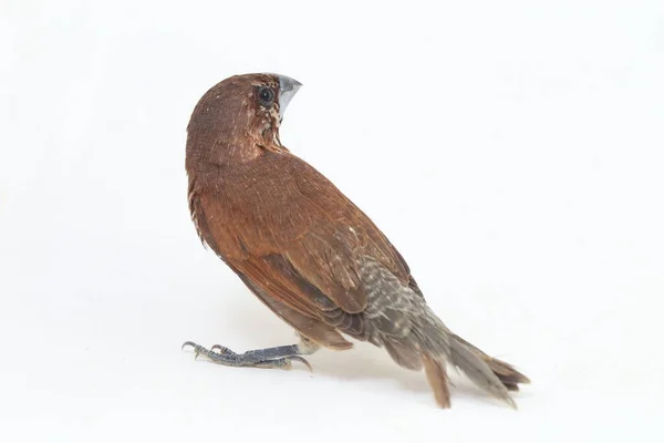 Javan Munia Lonchura Leucogastroides Druh Estrildid Pěnkavy Nacházející Jižní Sumatře — Stock fotografie