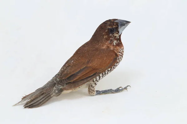 Javan Munia Lonchura Leucogastroides Species Estrildid Finch Found Southern Sumatra — Stock Photo, Image