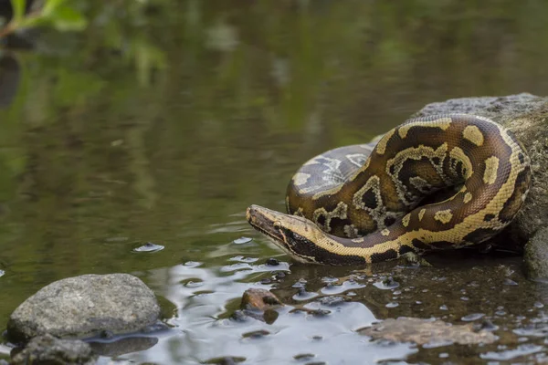 Pitone Rosso Sumatra Python Curtis Curtis Comunemente Noto Come Pitone — Foto Stock