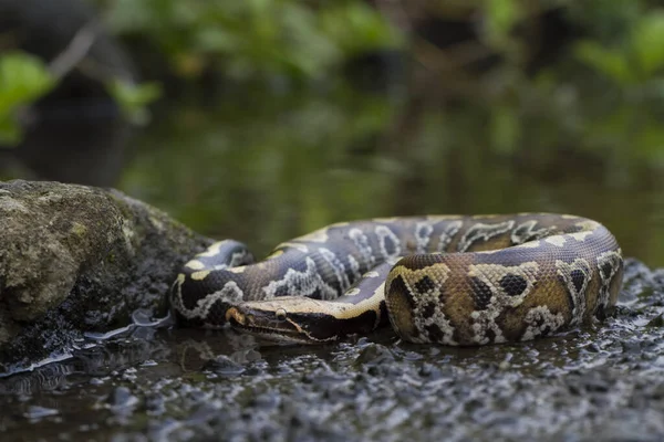 苏门答腊红血蛇 Python Curtis Curtis 俗称红短尾蛇 Red Short Tail Python 一种无毒蛇 — 图库照片