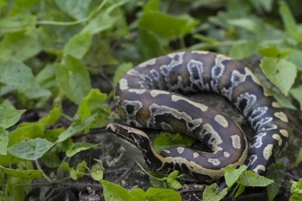 수마트라 블러드 Sumatran Red Blood Python Curtis 은붉은 비단뱀으로 알려져 — 스톡 사진