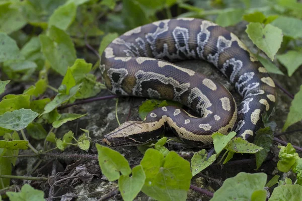 Pitone Rosso Sumatra Python Curtis Curtis Comunemente Noto Come Pitone — Foto Stock