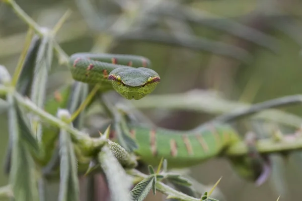 Serpiente Víbora Pozos Wagler Tropidolaemus Wagleri — Foto de Stock