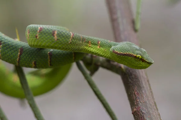 Wagler Pit Viper Snake Tropidolaemus Wagleri — Stockfoto