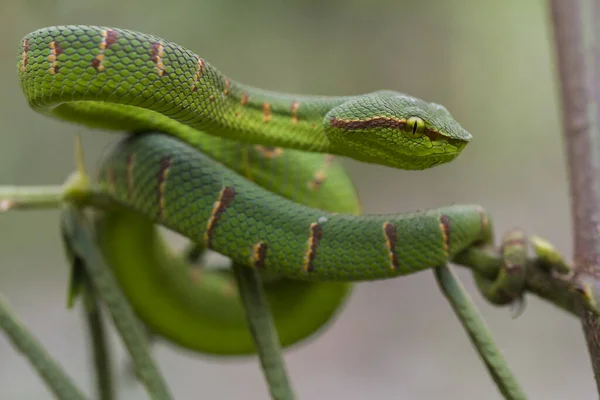 Wagler Pit Viper Snake Tropidolaemus Wagleri — Stockfoto
