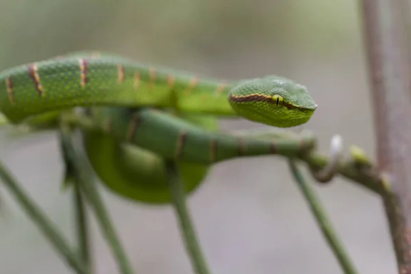 Wagler Pit Viper Snake Tropidolaemus Wagleri — Stock Photo, Image