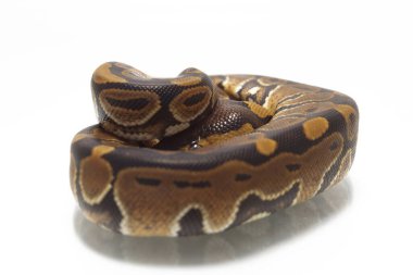 top pitonu (Python rejimi) beyaz arkaplanda izole edildi