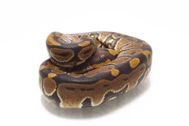 top pitonu (Python rejimi) beyaz arkaplanda izole edildi