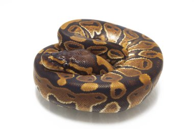 top pitonu (Python rejimi) beyaz arkaplanda izole edildi