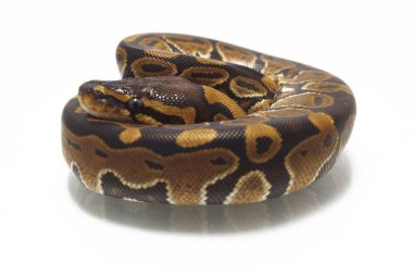 top pitonu (Python rejimi) beyaz arkaplanda izole edildi