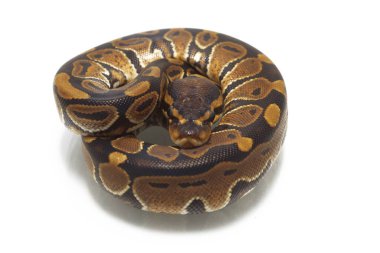 top pitonu (Python rejimi) beyaz arkaplanda izole edildi