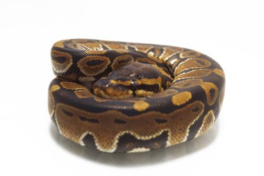 top pitonu (Python rejimi) beyaz arkaplanda izole edildi