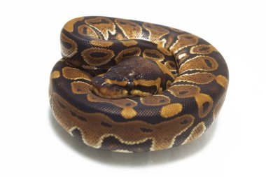 top pitonu (Python rejimi) beyaz arkaplanda izole edildi