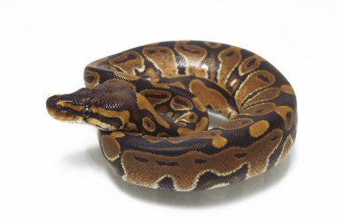 top pitonu (Python rejimi) beyaz arkaplanda izole edildi