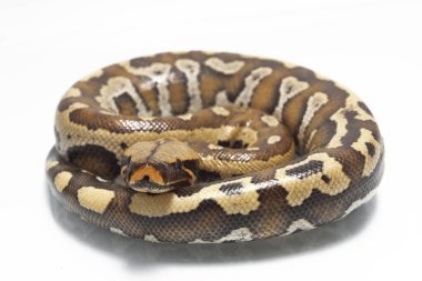 Sumatra Kırmızı Kan Pitonu (Python curtis curtis) genellikle kırmızı kısa kuyruklu piton olarak bilinir, beyaz zemin üzerinde izole edilmiş zehirli olmayan bir yılandır.