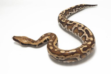 Sumatra Kırmızı Kan Pitonu (Python curtis curtis) genellikle kırmızı kısa kuyruklu piton olarak bilinir, beyaz zemin üzerinde izole edilmiş zehirli olmayan bir yılandır.