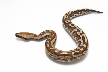 Sumatra Kırmızı Kan Pitonu (Python curtis curtis) genellikle kırmızı kısa kuyruklu piton olarak bilinir, beyaz zemin üzerinde izole edilmiş zehirli olmayan bir yılandır.