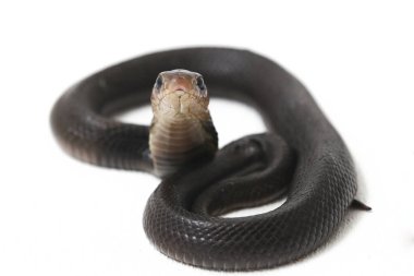 Bebek Javan tüküren kobra (Naja sputatrix), Endonezya 'nın güney kobrası olarak da bilinir. beyaz arkaplanda izole