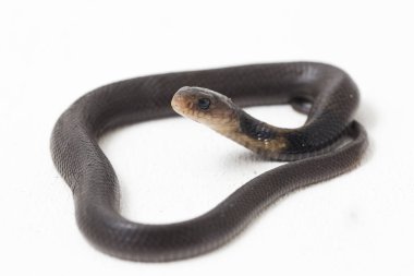 Bebek Javan tüküren kobra (Naja sputatrix), Endonezya 'nın güney kobrası olarak da bilinir. beyaz arkaplanda izole