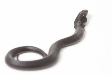 Bebek Javan tüküren kobra (Naja sputatrix), Endonezya 'nın güney kobrası olarak da bilinir. beyaz arkaplanda izole