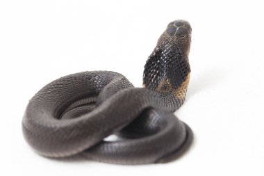Bebek Javan tüküren kobra (Naja sputatrix), Endonezya 'nın güney kobrası olarak da bilinir. beyaz arkaplanda izole