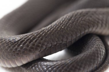 Bebek Javan tüküren kobra (Naja sputatrix), Endonezya 'nın güney kobrası olarak da bilinir. beyaz arkaplanda izole