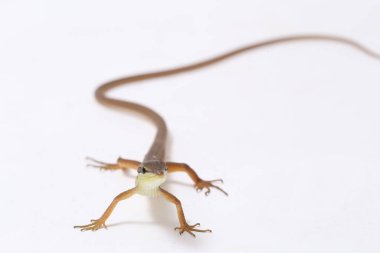 Asya çim kertenkelesi, altı çizgili uzun kuyruklu kertenkele, veya uzun kuyruklu kertenkele (Takydromus sexlineatus) beyaz arka planda izole