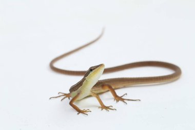 Asya çim kertenkelesi, altı çizgili uzun kuyruklu kertenkele, veya uzun kuyruklu kertenkele (Takydromus sexlineatus) beyaz arka planda izole