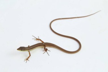 Asya çim kertenkelesi, altı çizgili uzun kuyruklu kertenkele, veya uzun kuyruklu kertenkele (Takydromus sexlineatus) beyaz arka planda izole