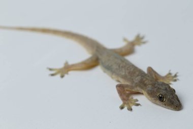 Beyaz arkaplanda izole Asyalı Ev Kertenkelesi (hemidactylus) veya genel kertenkele