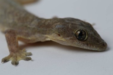 Beyaz arkaplanda izole Asyalı Ev Kertenkelesi (hemidactylus) veya genel kertenkele