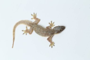 Beyaz arkaplanda izole Asyalı Ev Kertenkelesi (hemidactylus) veya genel kertenkele