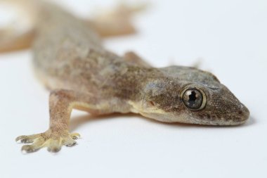 Beyaz arkaplanda izole Asyalı Ev Kertenkelesi (hemidactylus) veya genel kertenkele