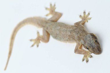 Beyaz arkaplanda izole Asyalı Ev Kertenkelesi (hemidactylus) veya genel kertenkele