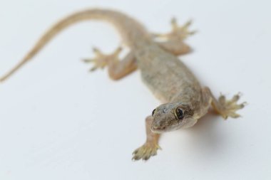 Beyaz arkaplanda izole Asyalı Ev Kertenkelesi (hemidactylus) veya genel kertenkele