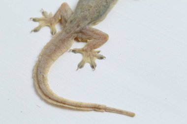 Beyaz arkaplanda izole Asyalı Ev Kertenkelesi (hemidactylus) veya genel kertenkele