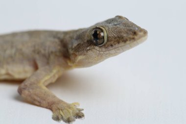 Beyaz arkaplanda izole Asyalı Ev Kertenkelesi (hemidactylus) veya genel kertenkele